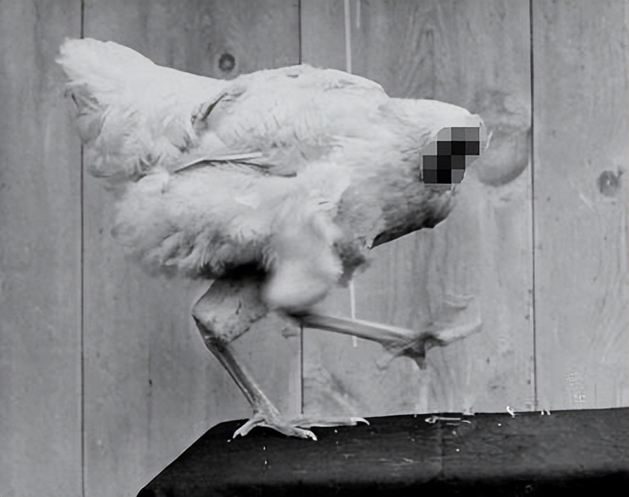 美国无头鸡的传奇,美国无头鸡原视频