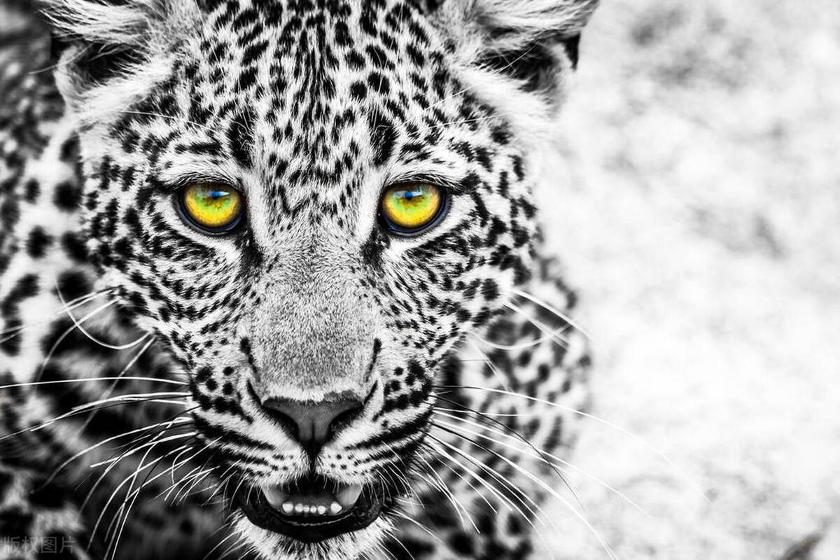 南非现在真实现状,南非现在的情况是谁造成的