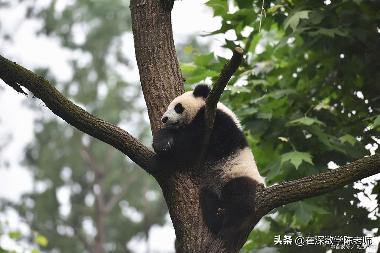 2021年四川高考各校录取分数线,四川省2022年高考录取分数线公布