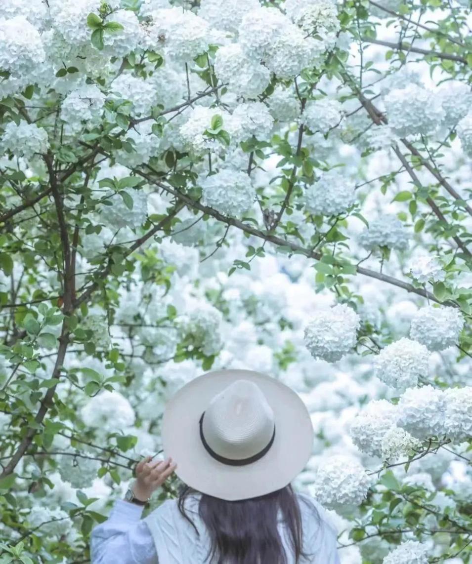 赏花黄花风铃木成都,成都绣球花打卡地