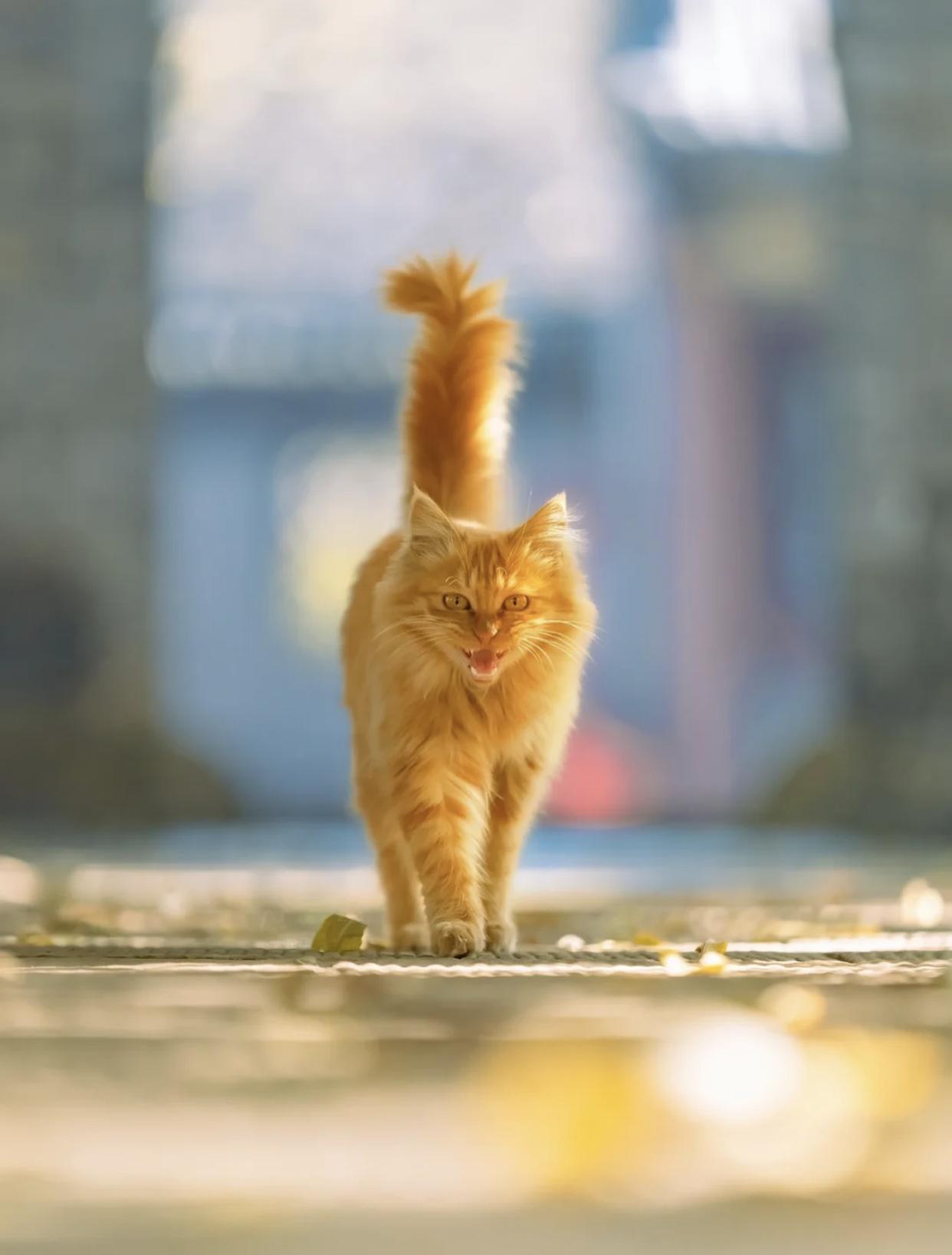 治愈系壁纸｜132张可爱小猫咪的样子