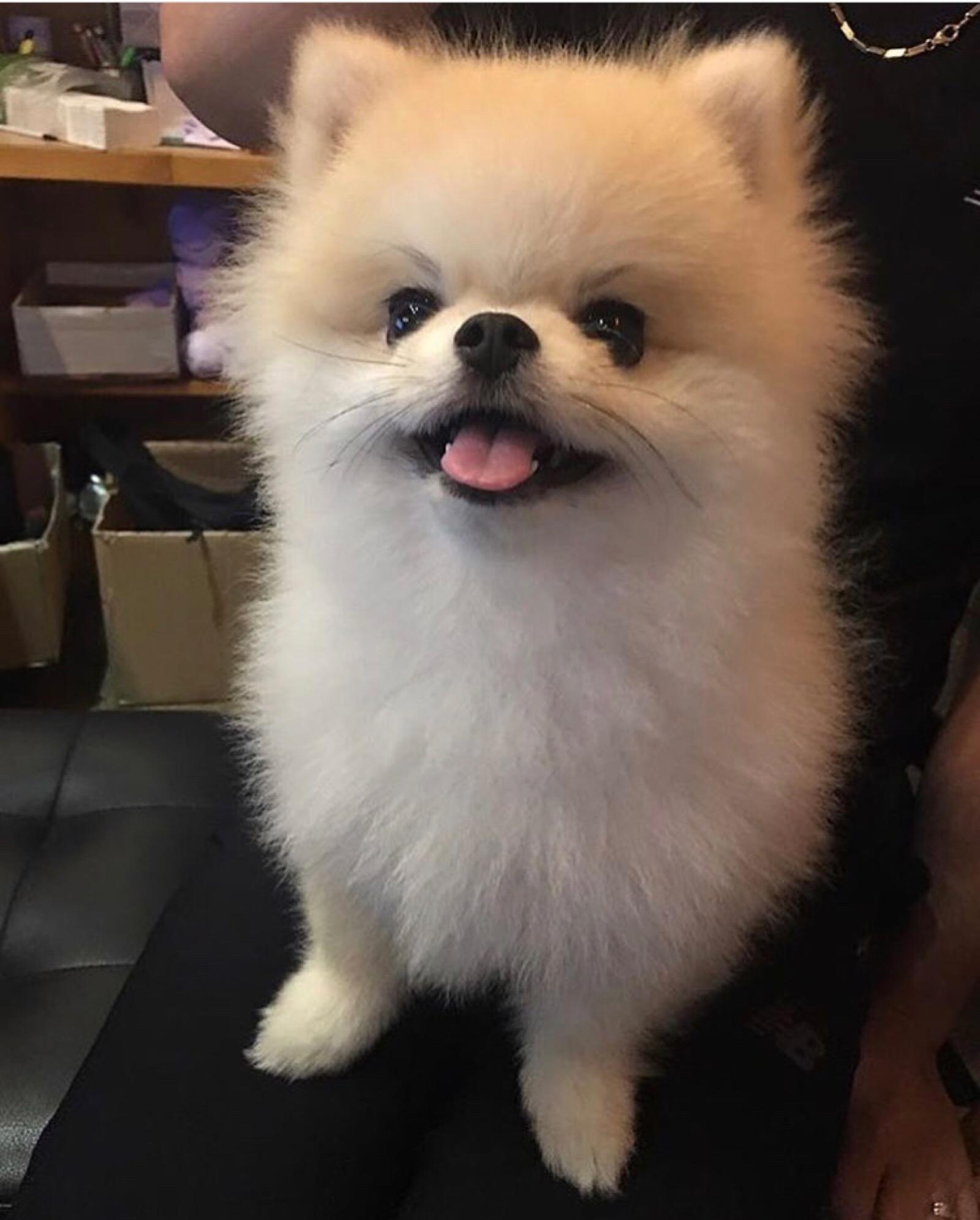 十大省心最好养的狗体型要小,最适合新手养的狗是什么狗