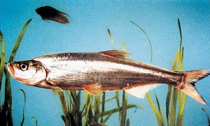 翘嘴用饵作钓口诀,翘嘴鱼拟饵