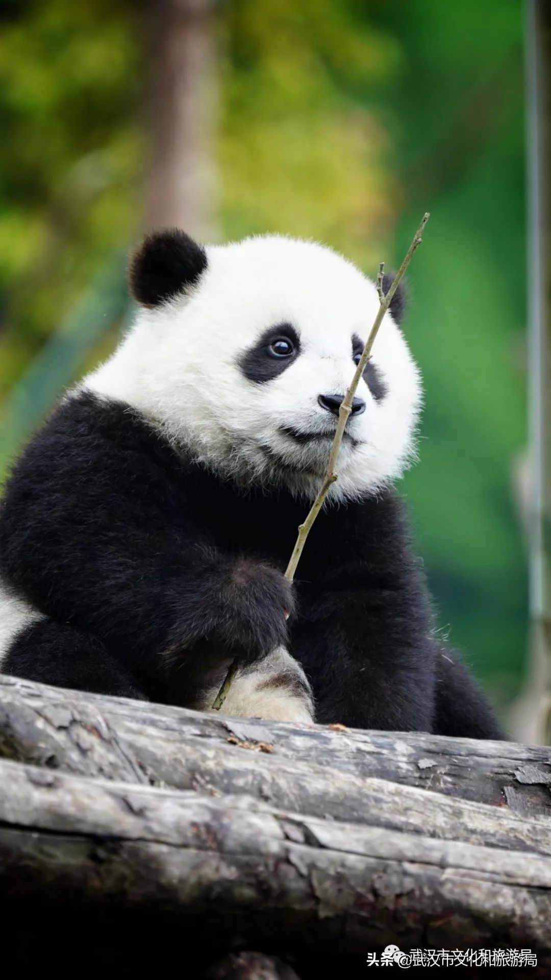 是时候重新认识一下了下一句,认识四川