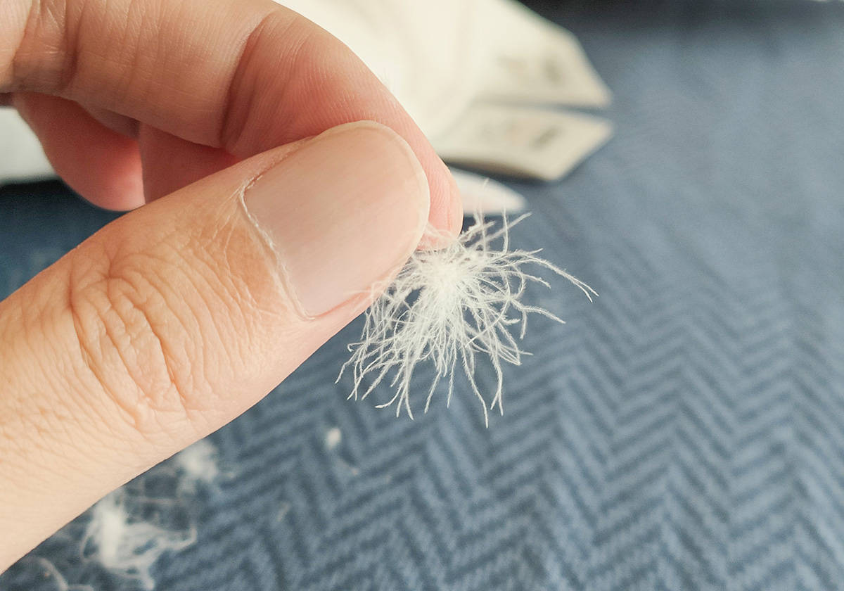 冬天盖鹅绒被暖和吗,夏天睡鹅绒被的体验