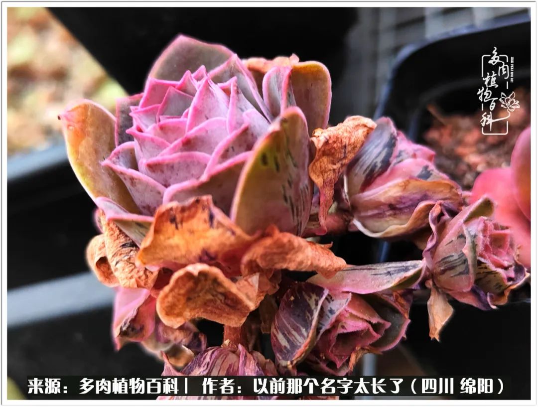 夏天山地玫瑰,小清新山地玫瑰