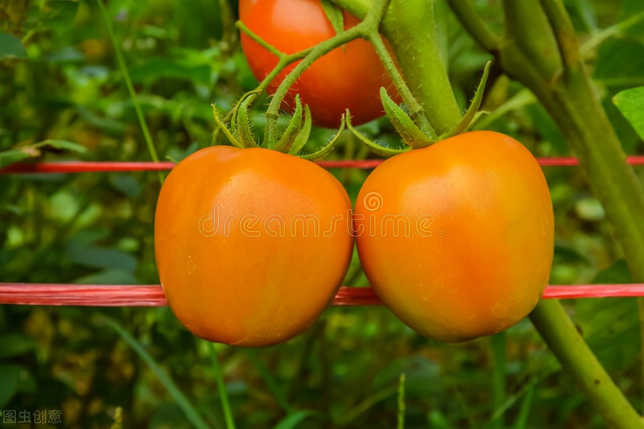 痛风吃什么蔬菜降尿酸最快,哪4种蔬菜容易导致高尿酸和痛风