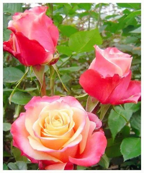 我爱月季花歌曲,我爱月季花300字