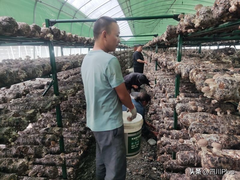 青川小香菇,香菇小产业扶贫