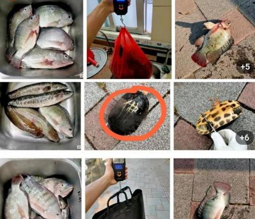 鏁呮剰鎹曟崬鏀剧敓楸肩殑鍚庢灉,骞夸笢鍗栭奔鏀剧敓