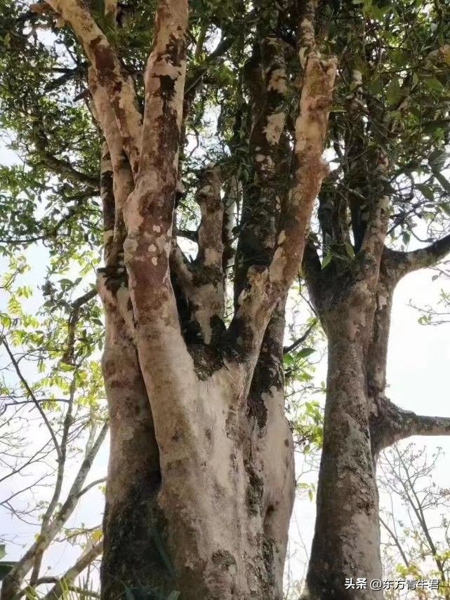 普洱茶古树和老树的区别,普洱茶古树大树中树小树怎么区分