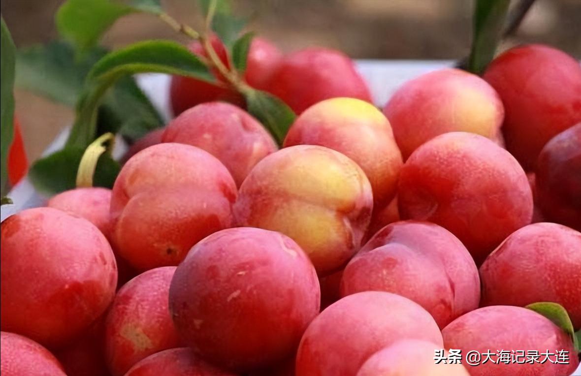 旅顺景点温泉,大连老铁山温泉攻略