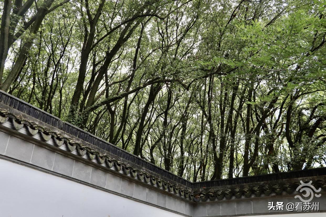 珍稀植物金毛狗蕨,国家一级保护植物金毛狗蕨