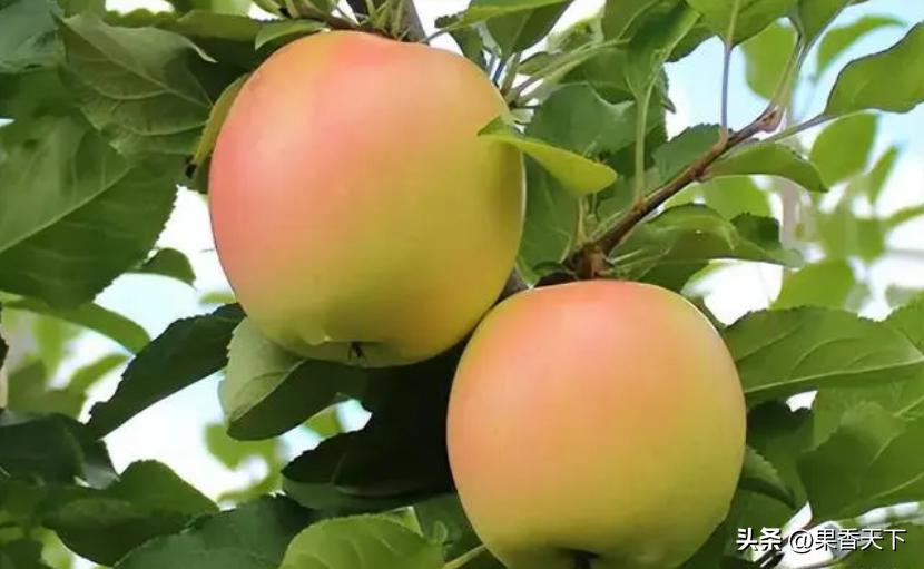 果业市场概况,果业信息今日