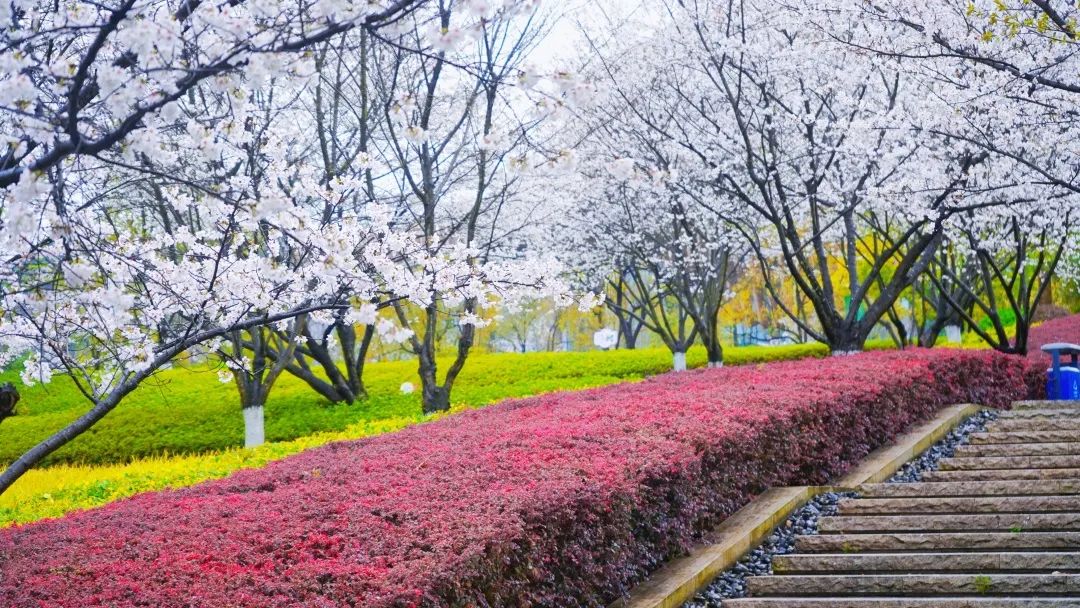 春暖花开时正是游湖赏花季,千岛湖四月赏花季节