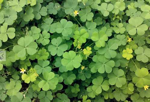 春天花园施什么肥,春天花园除虫