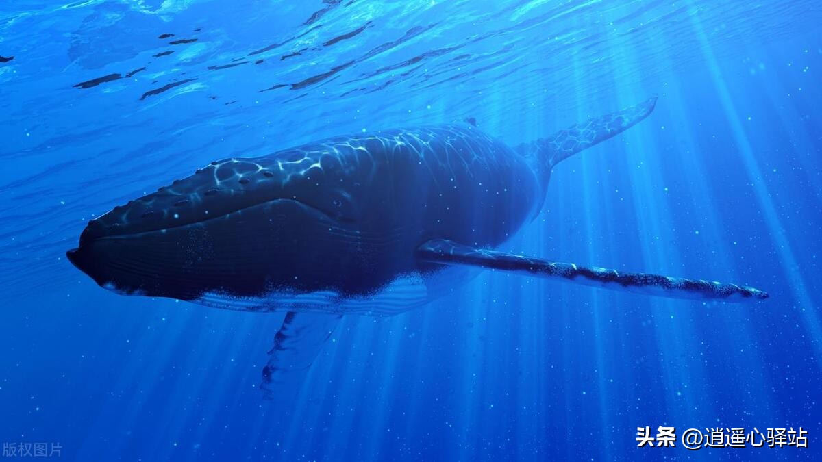 我们来到这个世界是为了看见太阳,我们来到这个世界是为了享受生活