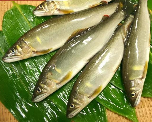 中国淡水鱼图谱大全集,中国各种淡水鱼的图片和名字