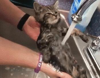 猫咪吃啥可以防止掉毛,猫咪掉毛很严重怎样解决