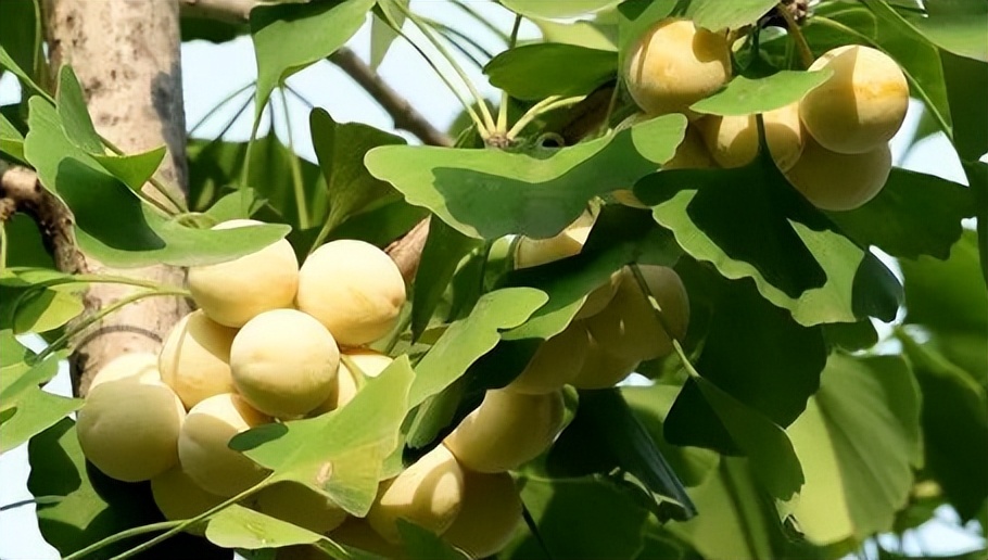 每日一味中药薏苡仁,每日一味中药白扁豆