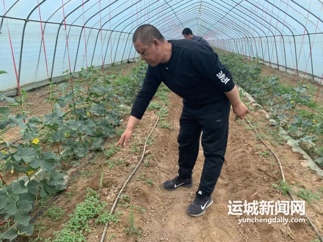 琢磨透“土特产”调研行|永济芦笋的“涅槃重生”