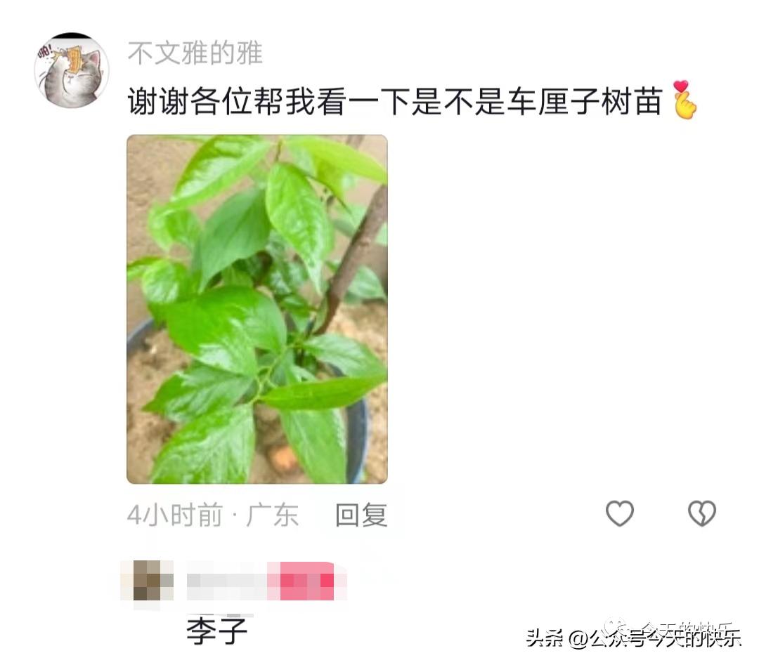 买车厘子树苗搞笑视频,车厘子搞笑段子