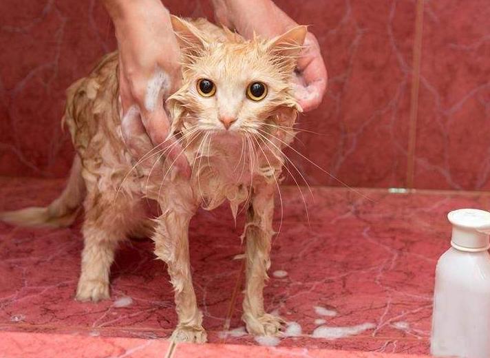 猫咪洗澡多久洗一次最好,第一次给猫洗澡怎么洗