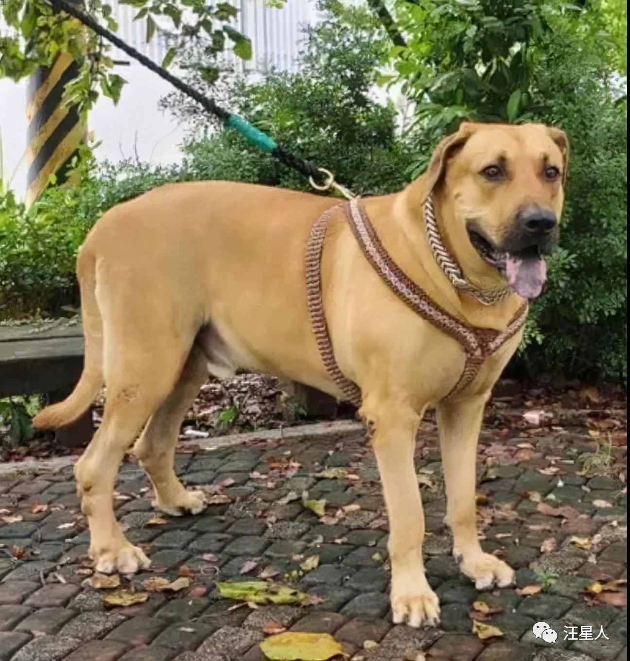 小黄狗长大的过程,小黄狗长大过程