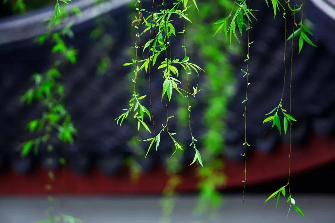 描写春分的古诗名句大全,十首春分诗词带你览尽美好春光