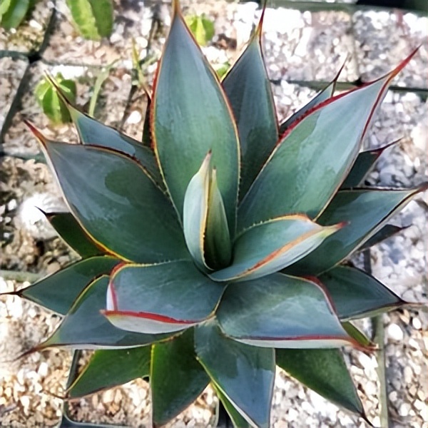 102个大类近500个多肉植物图片，都极其美丽，建议在家中也养一盆