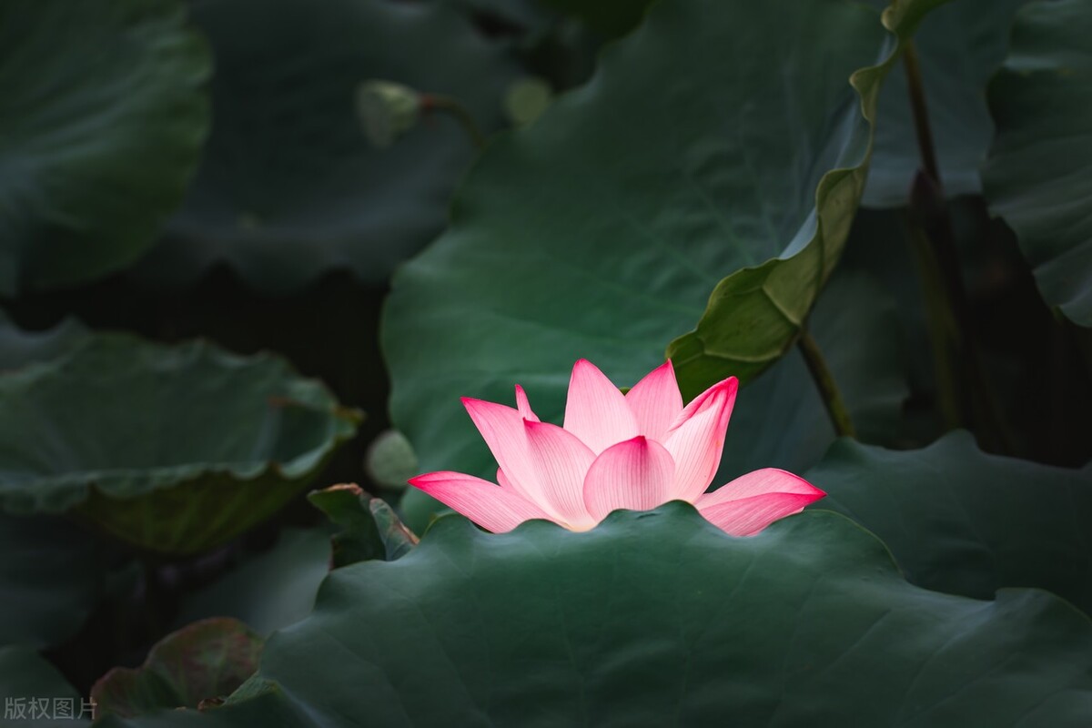 鏉ユ澂2024鍏ㄧ硸鍘诲啺濂惰尪鍥剧墖,鏉ユ澂2022鍏ㄧ硸鍘诲啺閰嶄粈涔堝浘