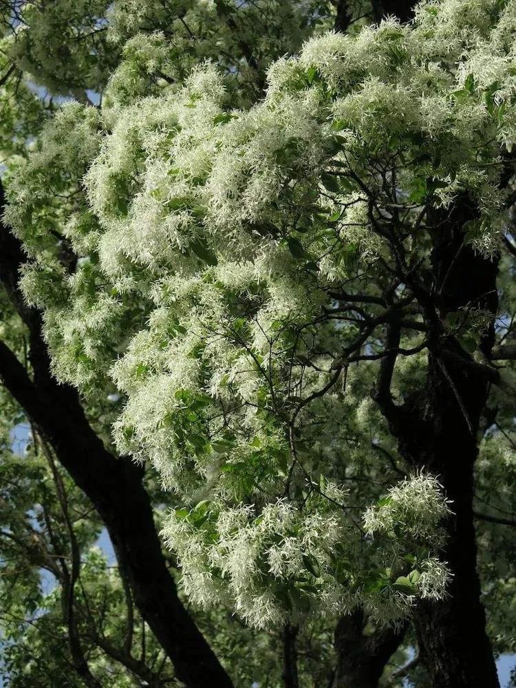 春和景明红盖头,孟府流苏花开了吗