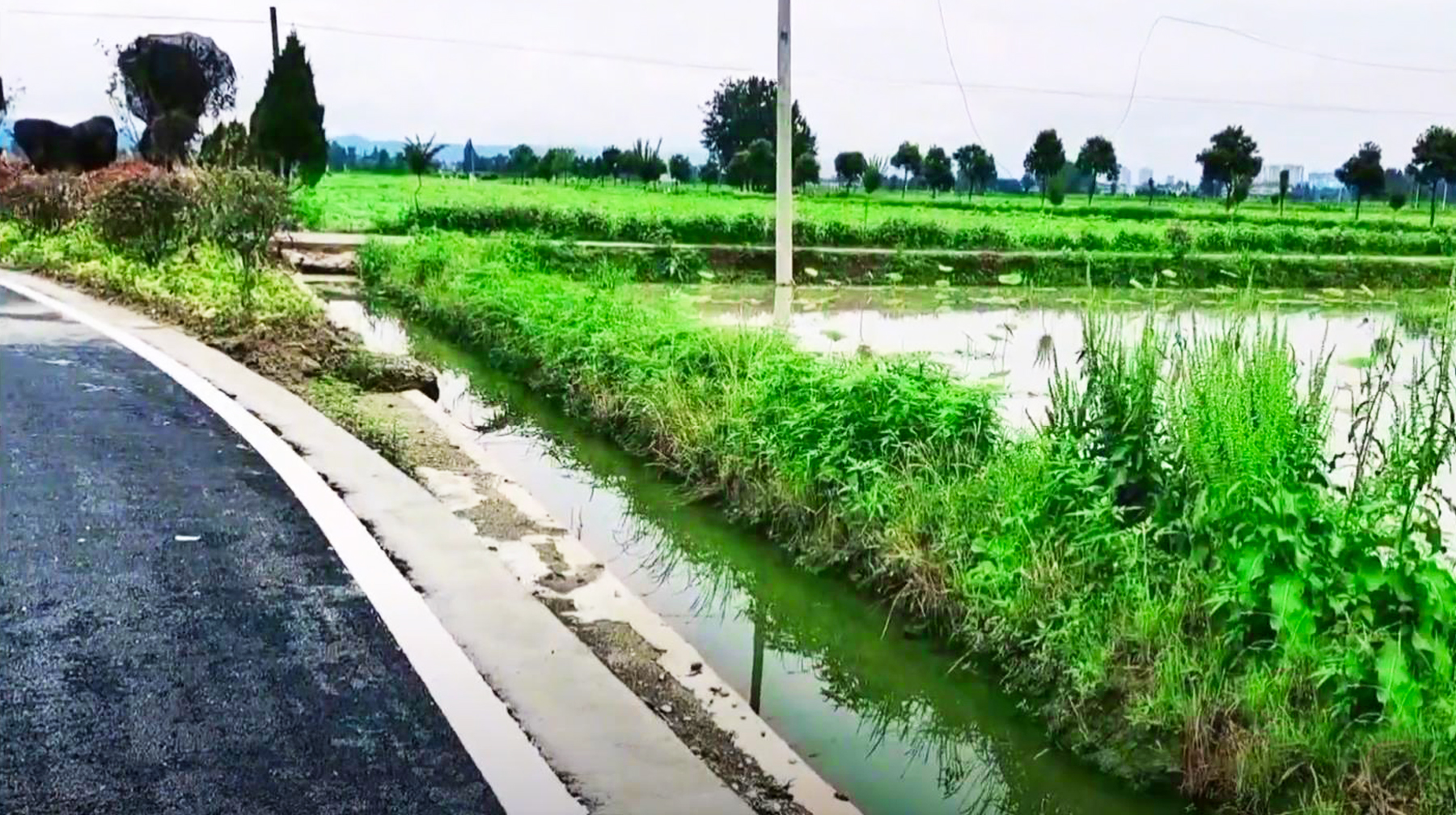 到武汉汉南郊区随拍一处莲藕种植基地，湖水平如镜，荷香飘十里