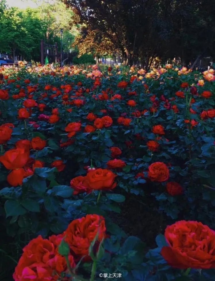 天津和平药业有限公司,天津和平有限公司