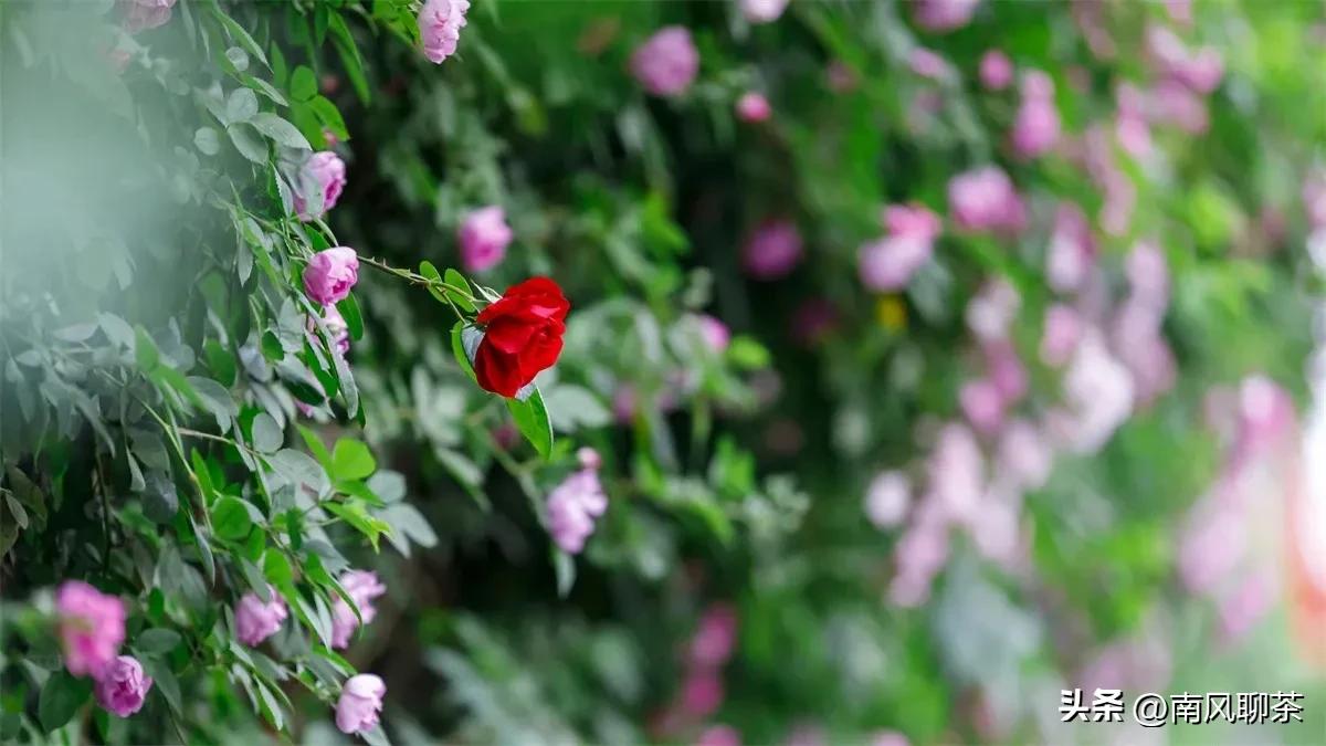 喝茶怎样才能中奖,买茶怎么才不会被坑