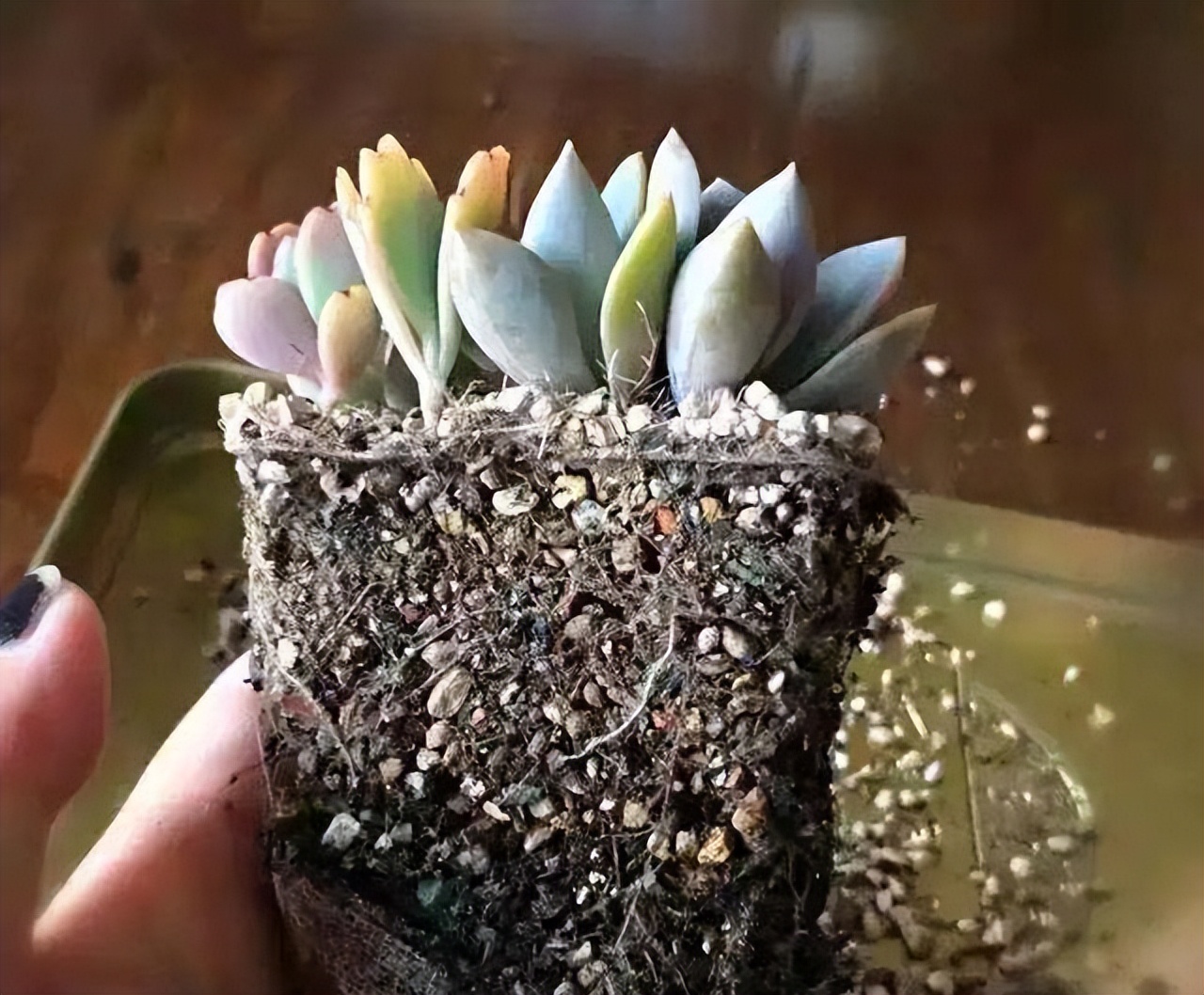 多肉植物存活率多少合适,网购的多肉怎么样快速养好根