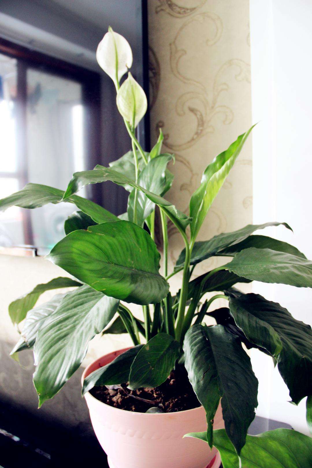 4种花适合新手养漂亮好养,20种坑人的花