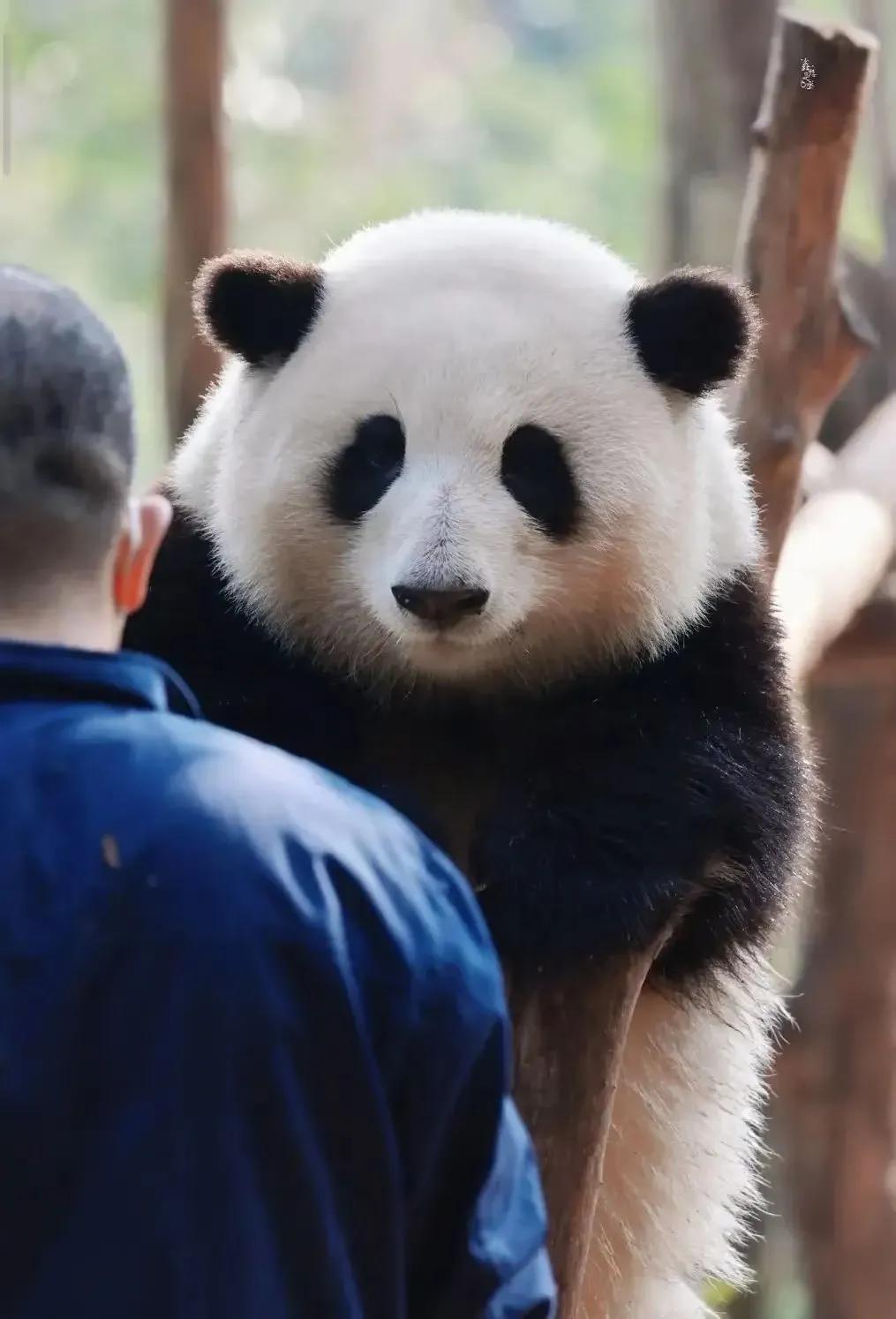 大熊猫花花和荷叶的温暖瞬间,国宝大熊猫和花萌萌哒瞬间