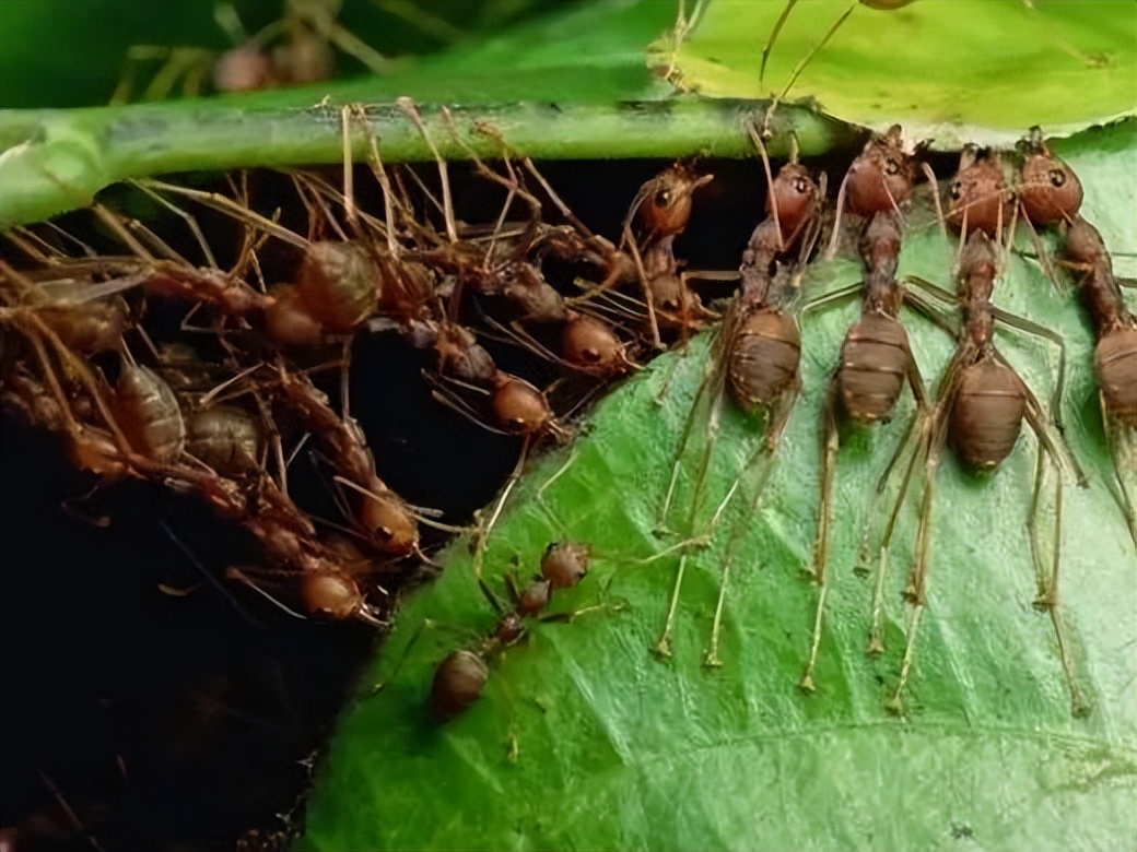 西双版纳黄猄蚁,勐远仙境丛林探险