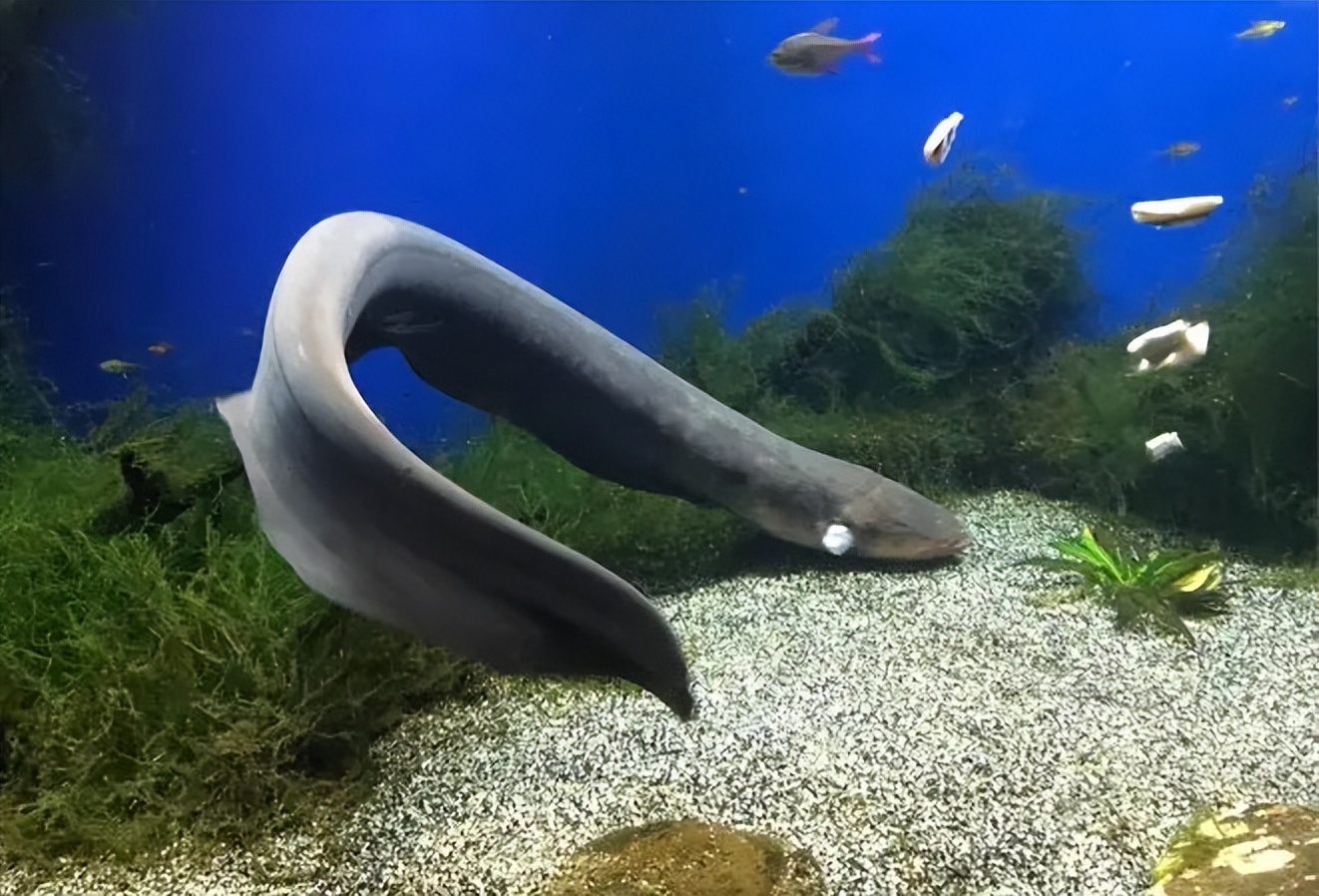 食人鱼都伤害过哪种鱼,比较凶猛的食人鱼有哪些