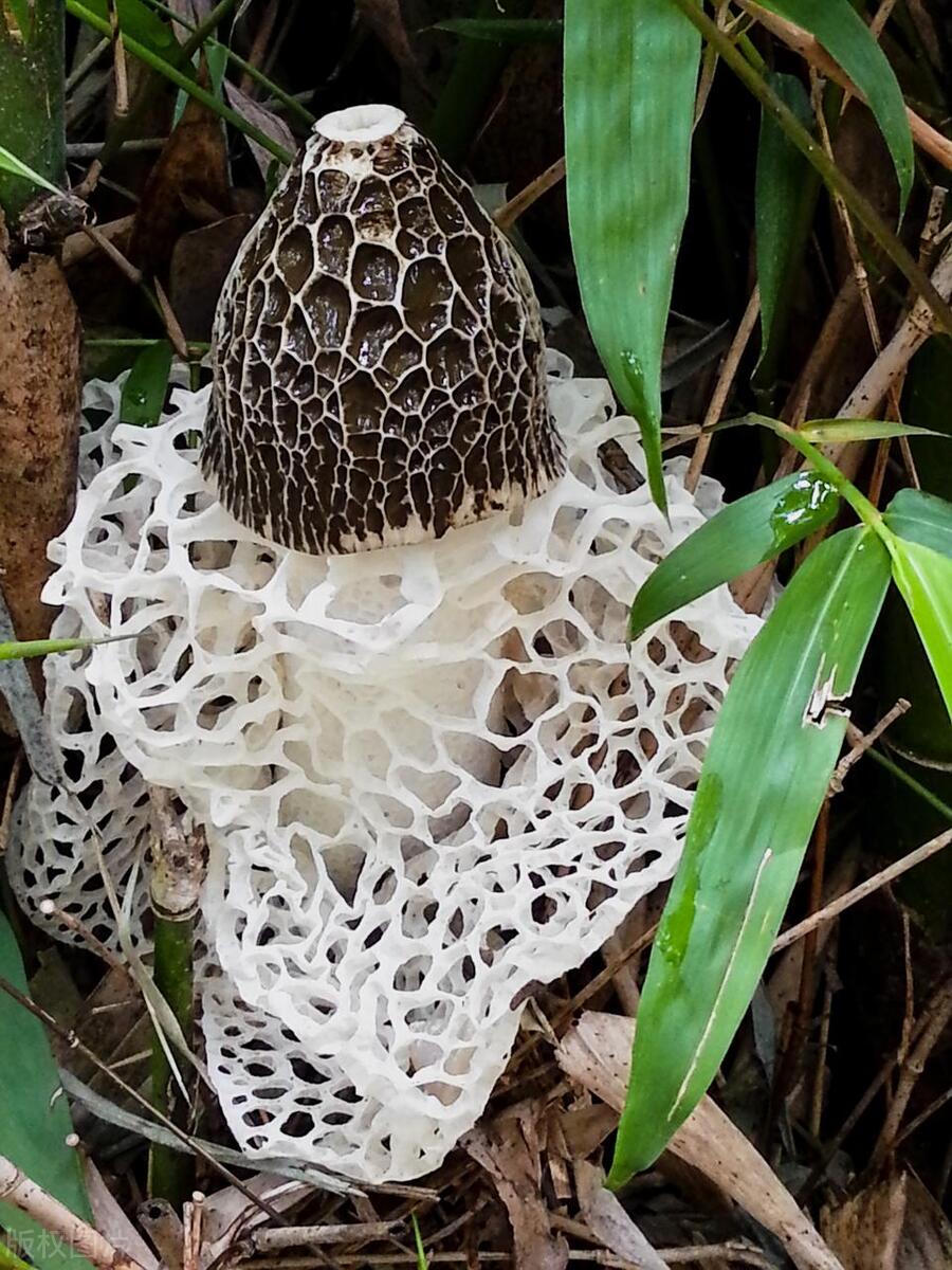 菌中的软黄金,菌黄金指的是什么菌