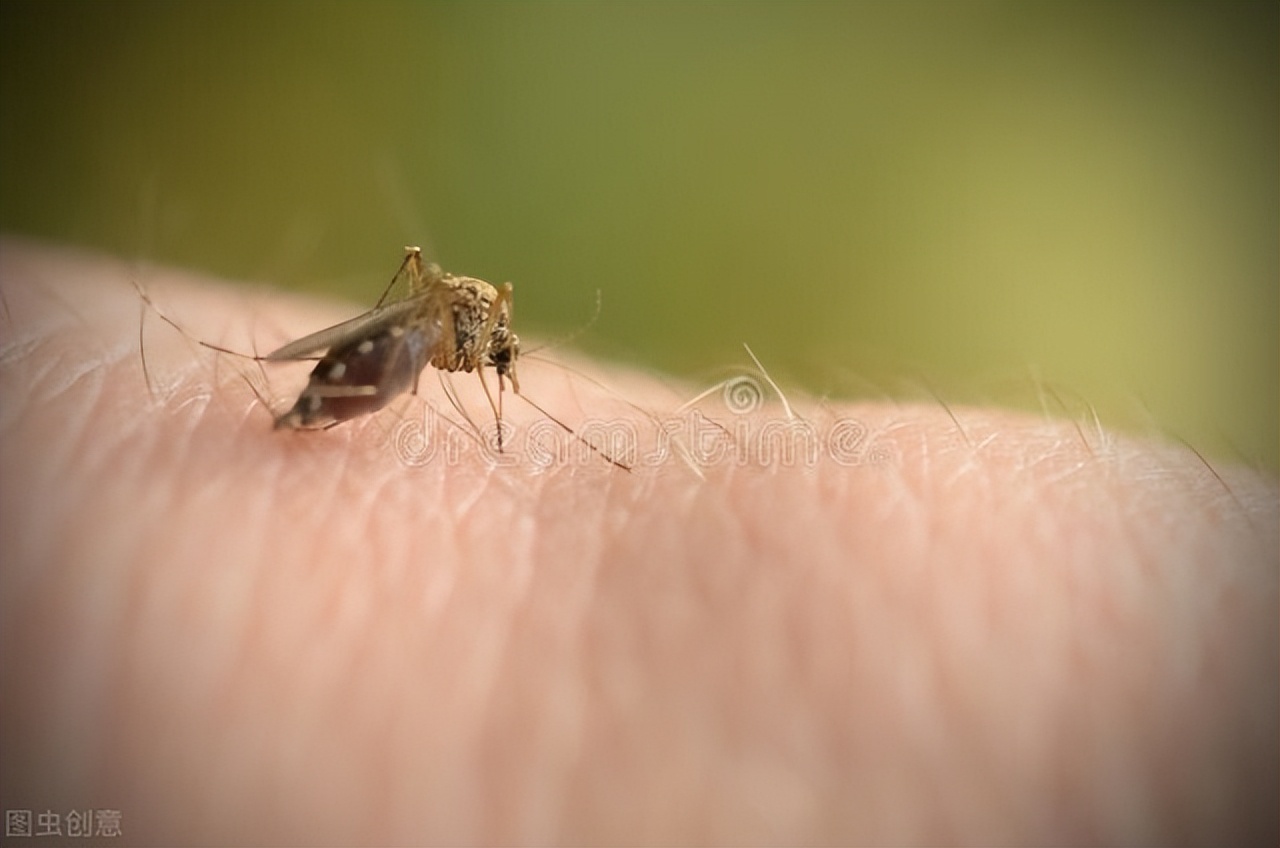 蚊虫叮咬小知识,蚊子咬后起水泡后出脓水怎么治疗
