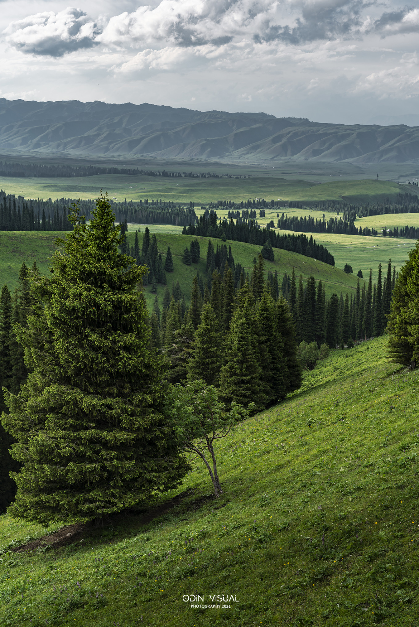 新疆伊犁之美,走了一圈才发现世界万物远不及你