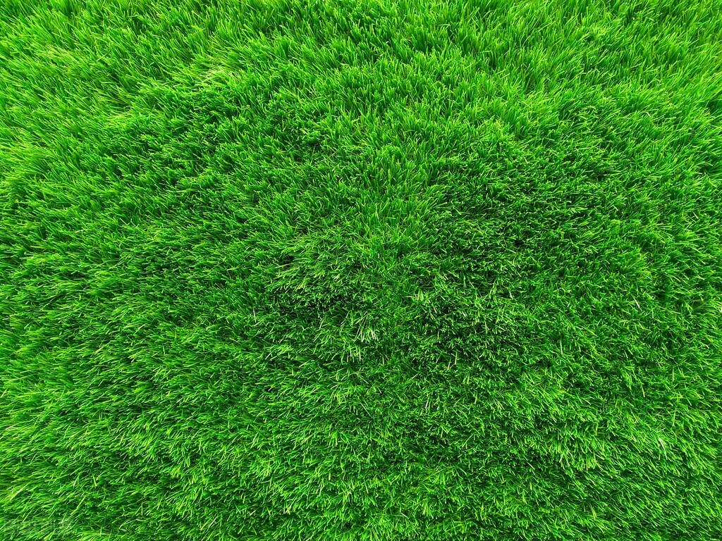 草坪质量怎么样,人造草坪优劣怎么区分