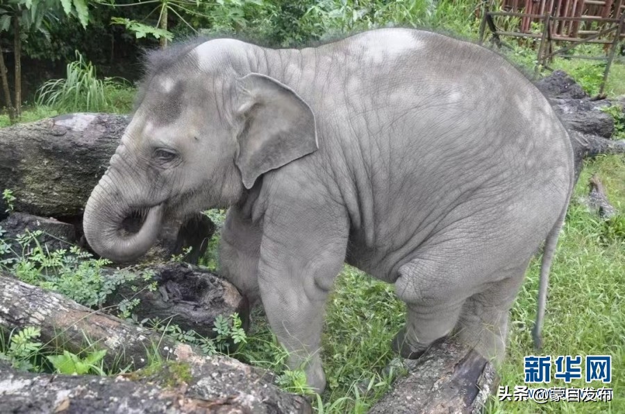 cop15大会高清图,cop15第二阶段会议有哪些人出席