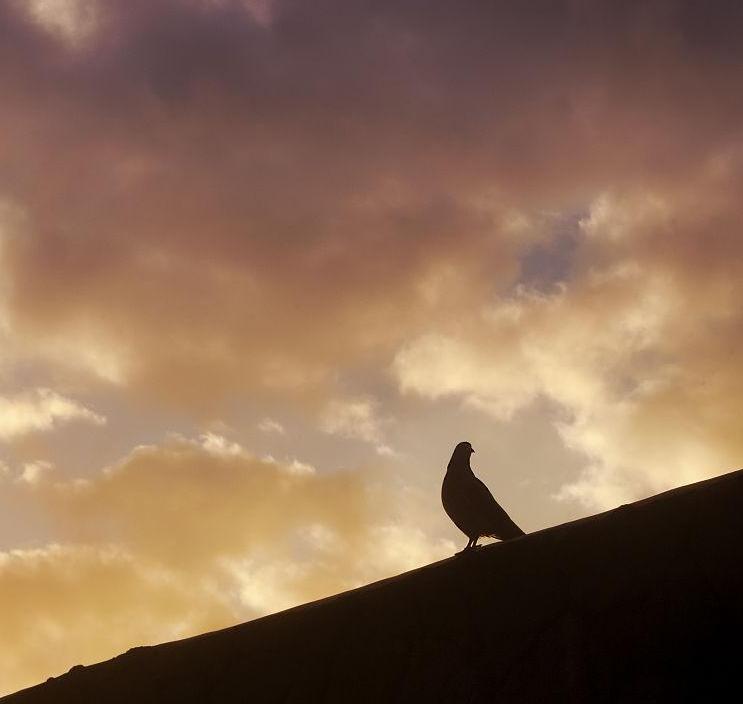 张朝林,张朝林作品