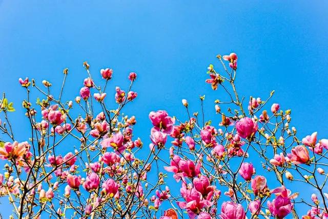 关于春的现代诗短诗自创,写春风的自编诗