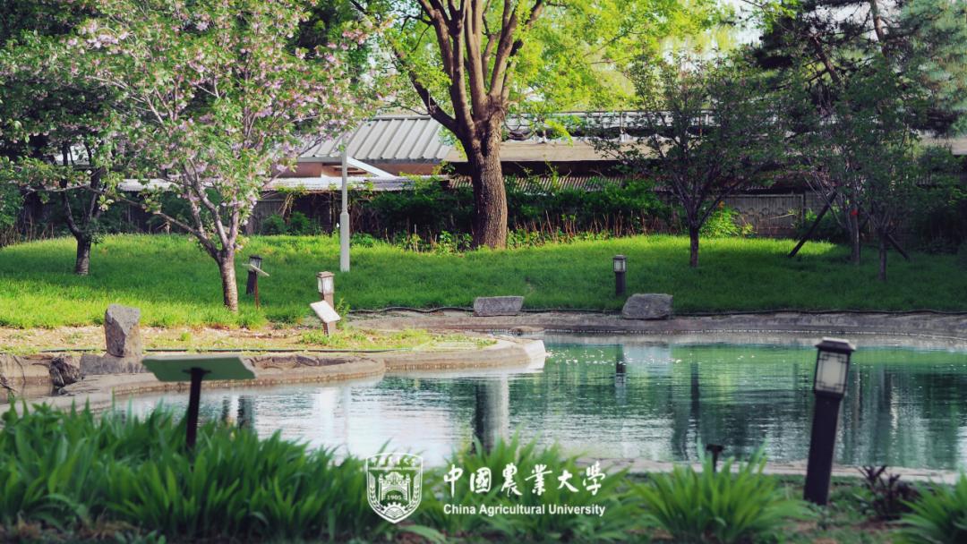何为中国农业大学？举农为本，一“曲”传四海，“辰”光遍神州！
