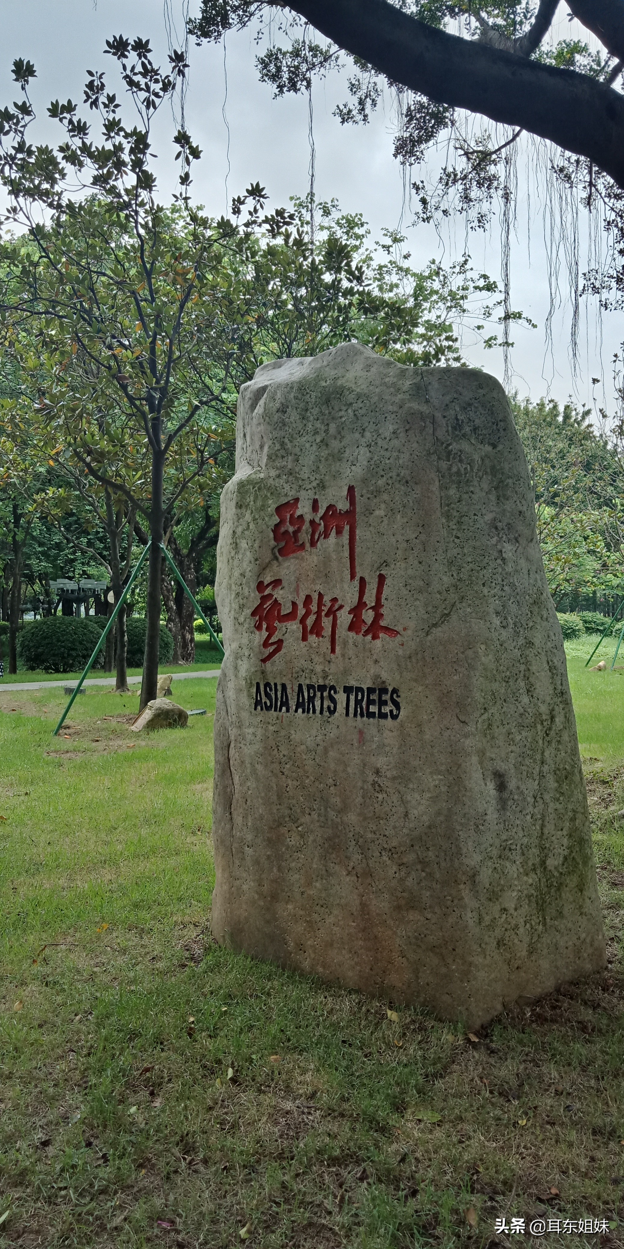 佛山公园里的荷花已悄然绽放,佛山人去旅游