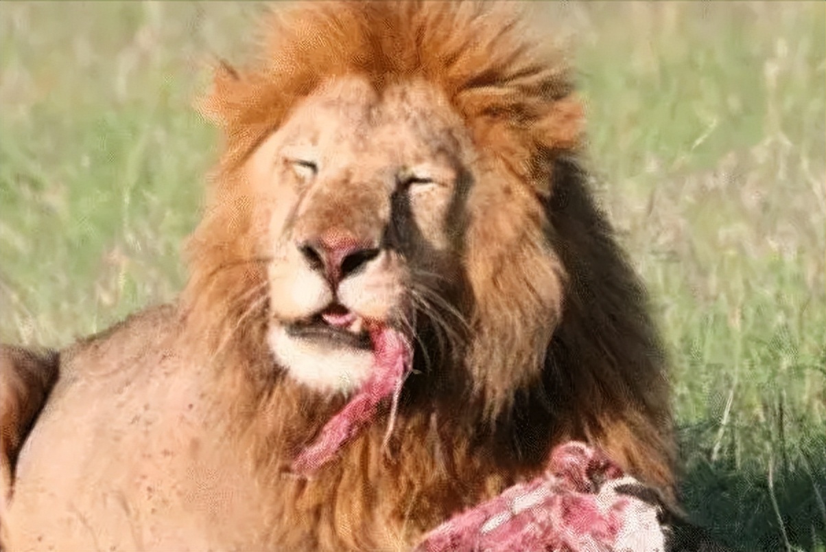 67岁老人闯入狮子园被狮子拖,男子误入狮子园狮口脱险